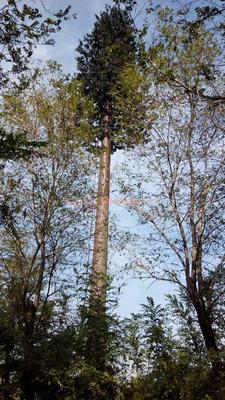 景區(qū)仿生樹